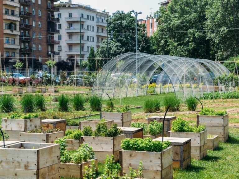 Common Urban Gardening Drainage Mistakes: The Definitive Guide